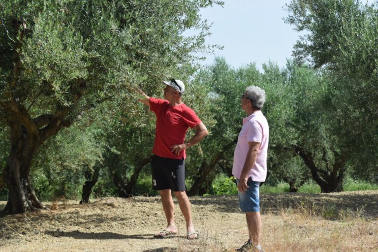 ΕΛΓΑ: Μηδενική αποζημίωση για τους περισσότερους ελαιοκαλλιεργητές στο Λαμπέτι