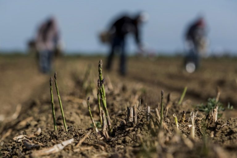 Σπαράγγια και ροδάκινα στον Έβρο – Προβλήματα και προοπτικές για δυο δυναμικές καλλιέργειες (Ηχητικό)