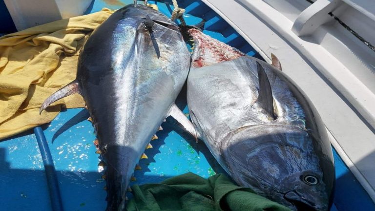 Κατασχέθηκαν τόνοι 300 κιλών που αλιεύτηκαν παράνομα στην Κάλυμνο