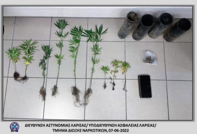 Συνελήφθη Λαρισαίος που καλλιεργούσε κάνναβη