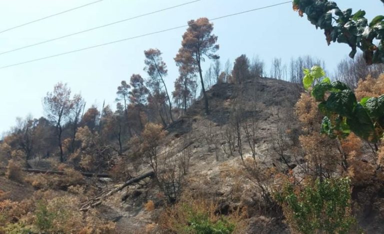 Εκδήλωση του ΚΚΕ στη Δάφνη Γορτυνίας με θέμα τις περσινές πυρκαγιές