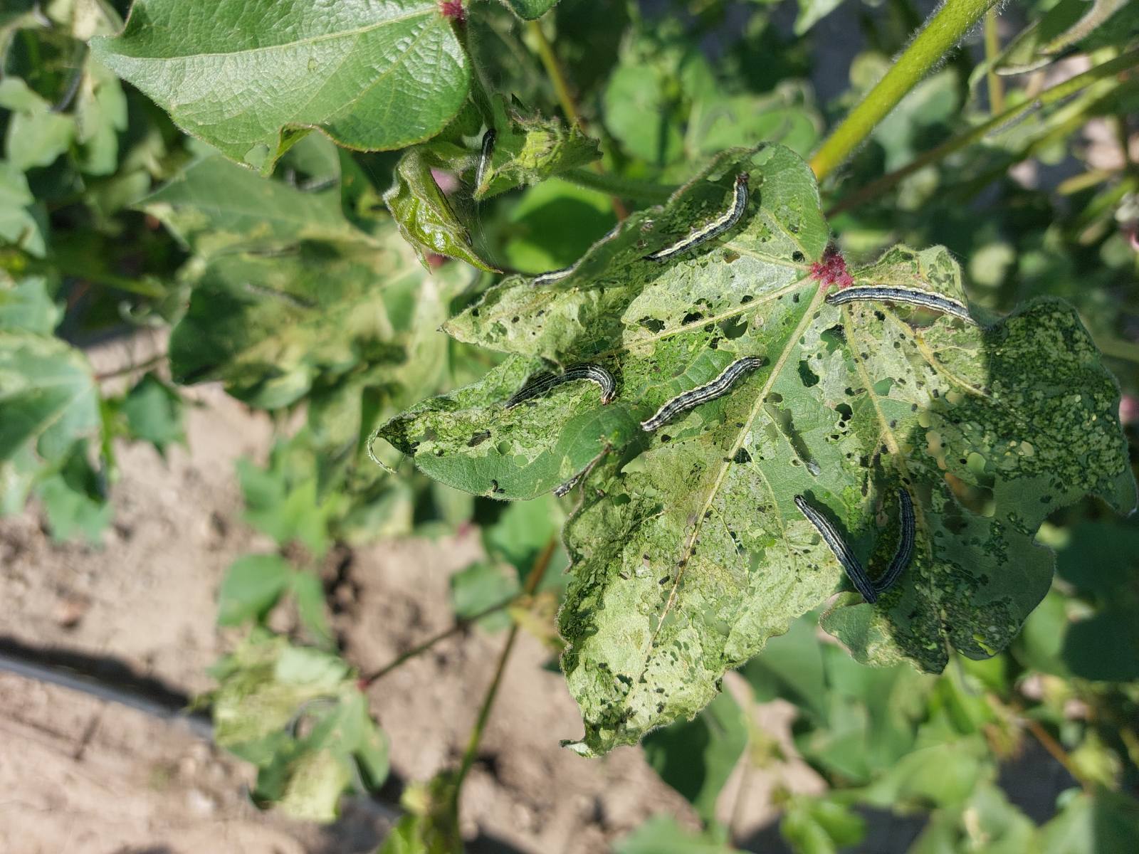 Θεσσαλία: Νεοεμφανιζόμενο επιζήμιο έντομο για τις καλλιέργειες