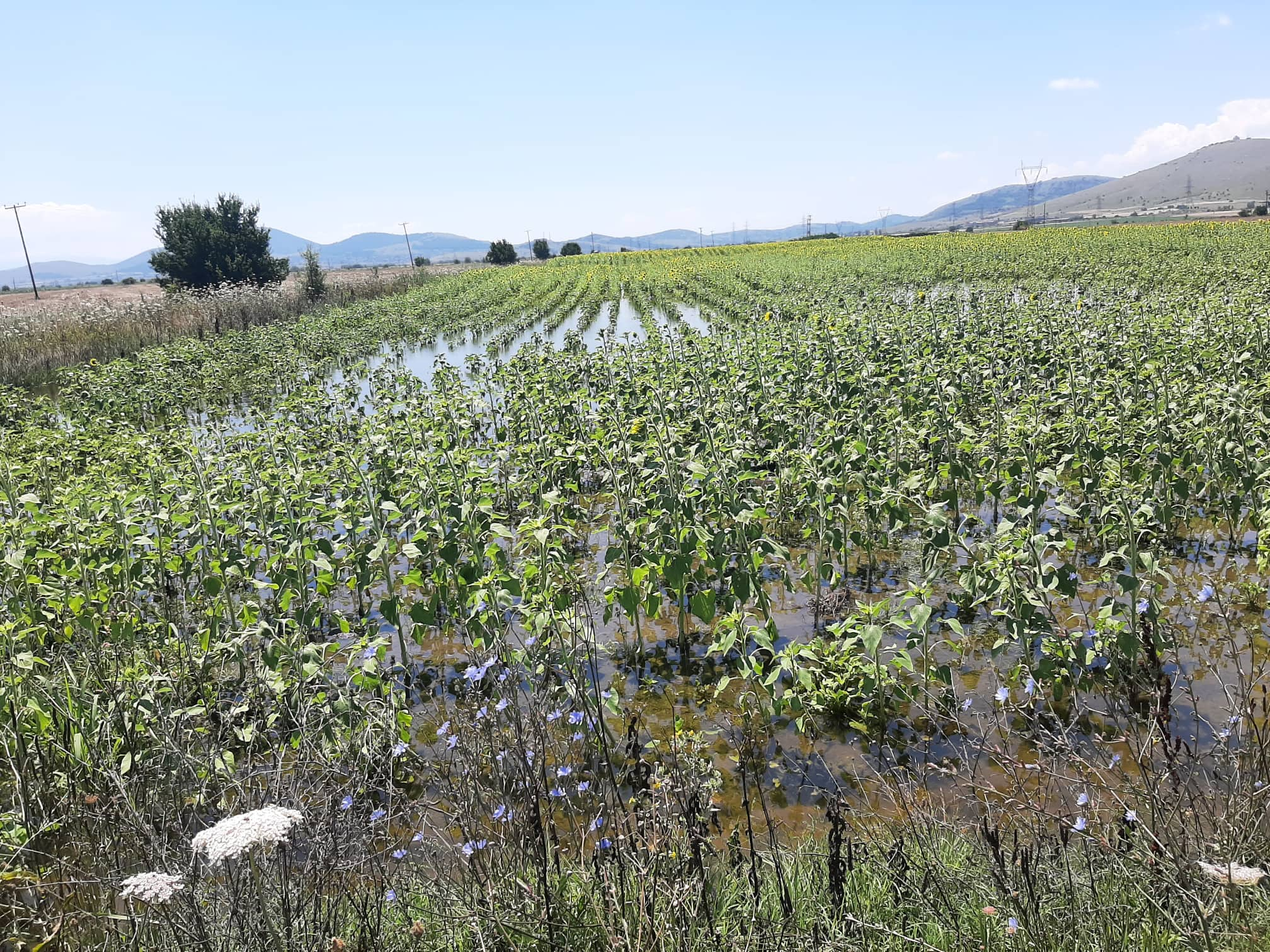 Κοζάνη: Εκατοντάδες στρέμματα καλλιεργειών βυθισμένα στο νερό στον κάμπο Μαυροδεντρίου