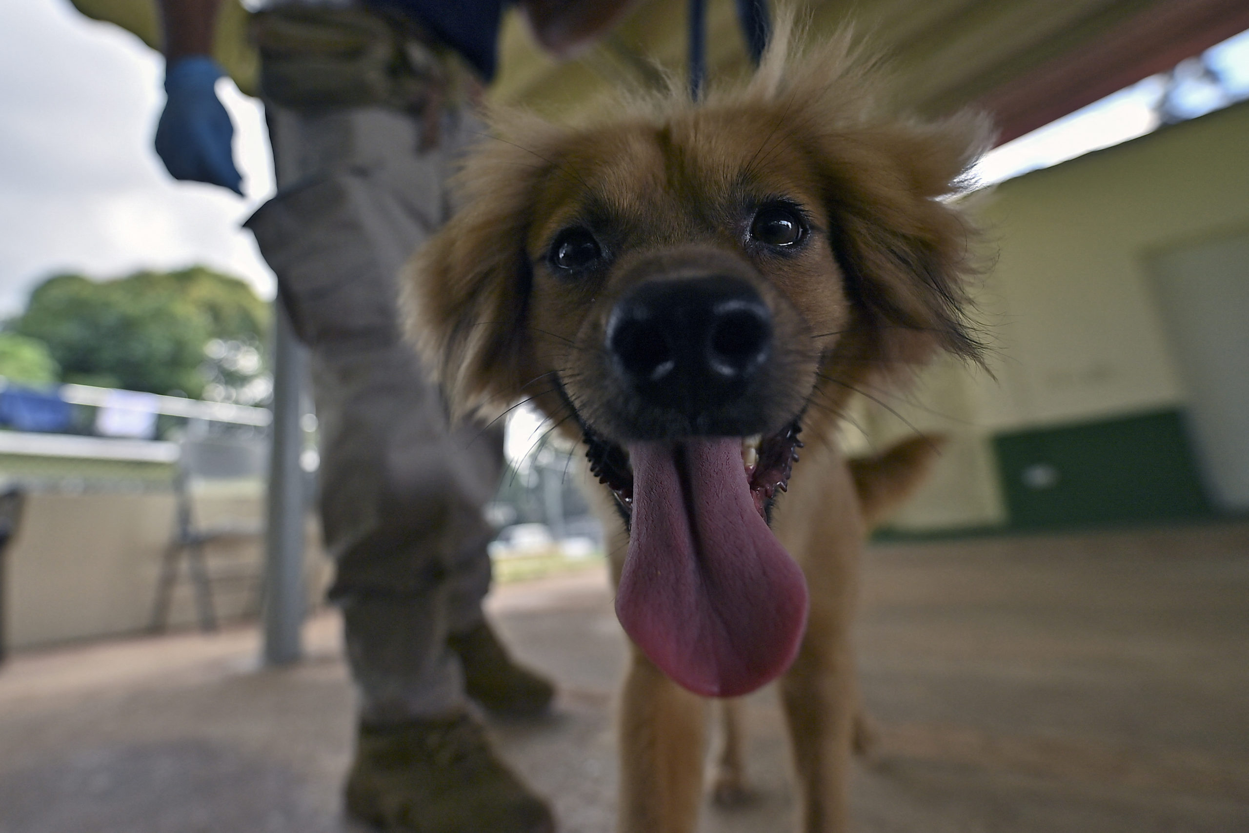 Μιλάγκρος: Η σκυλίτσα – θαύμα που επέζησε 40 ημέρες μέσα σε κοντέινερ