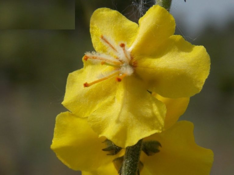 Καταγράφηκε ένα σπάνιο φυτό στη λίμνη Δοϊράνη