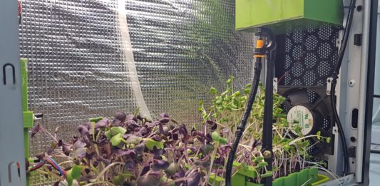 “Migrogreens – Magicgreens” για «έξυπνη» καλλιέργεια μικρολαχανικών ― Οι εμπνευστές της μαθητικής StartUp μιλούν στο ertnews.gr για την ιδέα τους