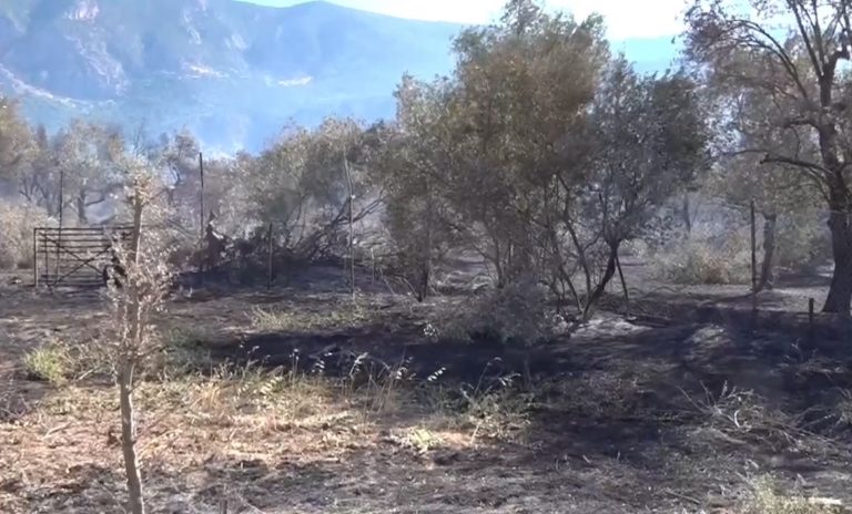 Στάχτη 3.000 στρέμματα γεωργικής έκτασης στην Ιτέα – Κάηκαν υπεραιωνόβια δέντρα στην Άμφισσα αποκαλύπτει ειδικός (video)