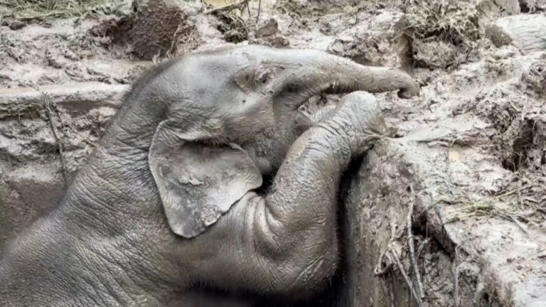 Ταϊλάνδη: Δραματική διάσωση ελεφάντων που παγιδεύτηκαν σε φρεάτιο (video)