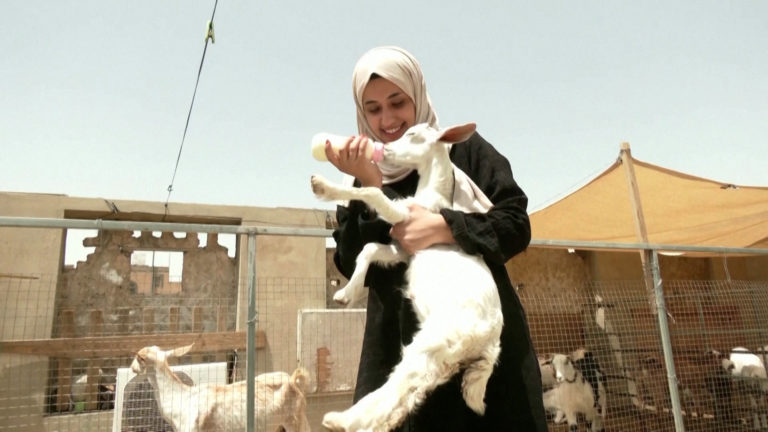 Υεμένη: Δίδυμες αδερφές εκτρέφουν πρόβατα στην ταράτσα τους – Ξεκινούν επιχείρηση γαλακτοκομικών προϊόντων (video)