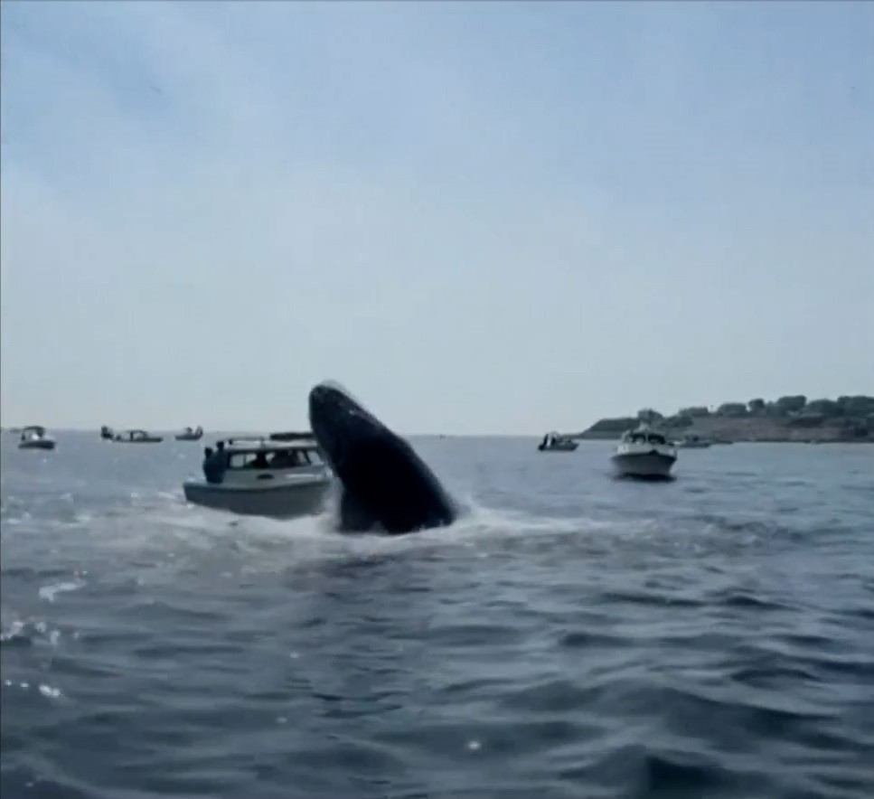 Μασαχουσέτη: Φάλαινα πηδάει έξω από το νερό και χτυπάει σκάφος (video)