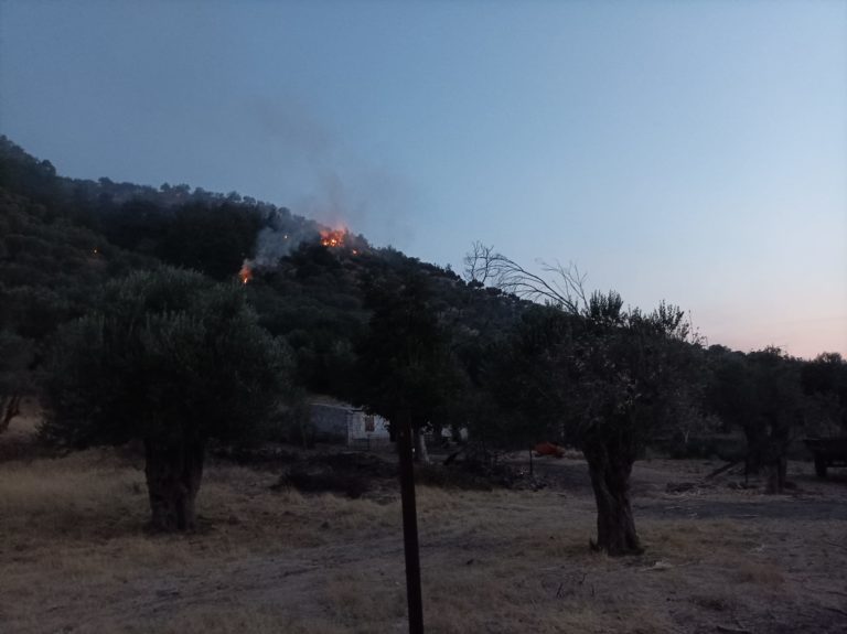 Λέσβος: Ανάκαμψη ελαιώνα μετά από πυρκαγιά – Τι πρέπει να κάνουν οι αγρότες (audio)
