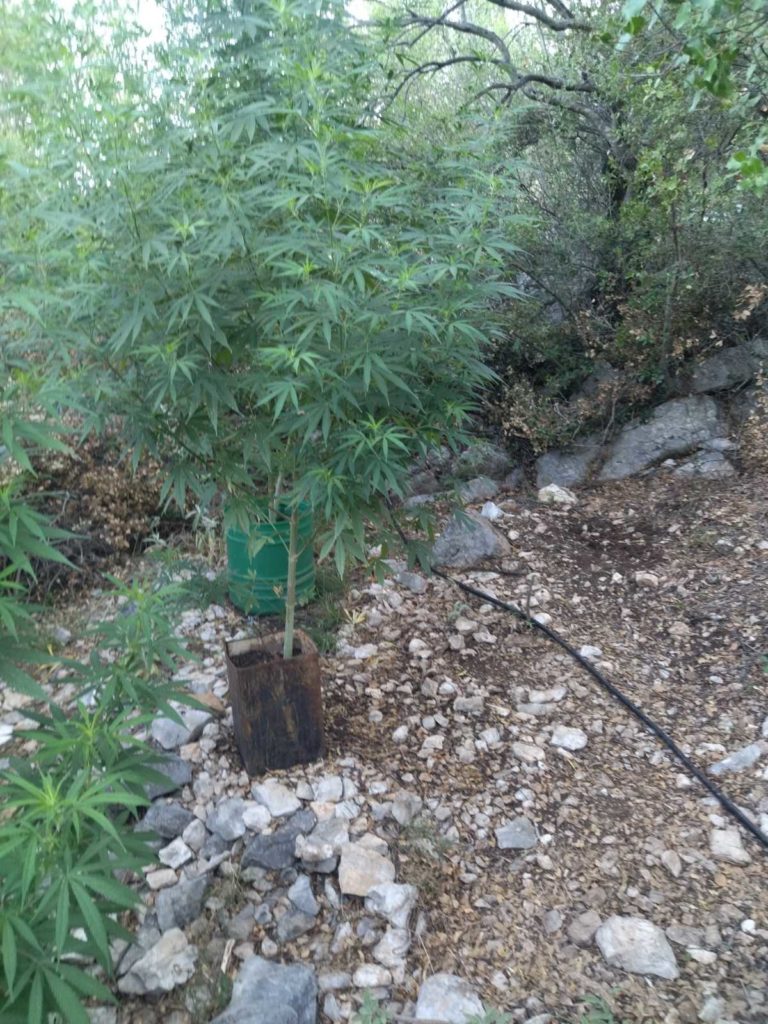 Καναλάκι: Εντοπίστηκε φυτεία με 71 δενδρύλλια κάνναβης (ΦΩΤΟ)
