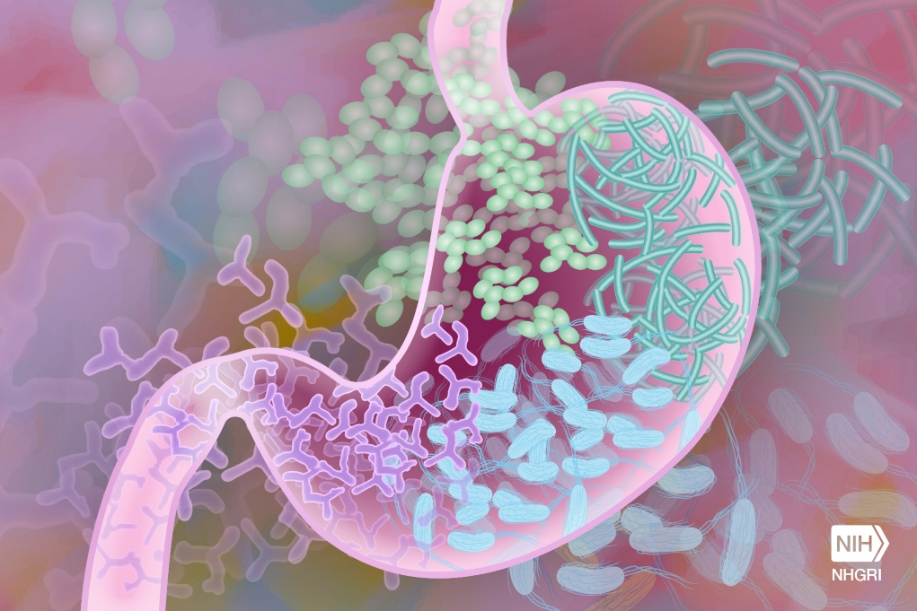 Έρευνα: Πώς τα μικρόβια του εντέρου μπορούν να εξελιχθούν και να γίνουν επικίνδυνα