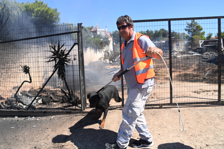 Φωτιά στην Πεντέλη: Έκκληση της Ειδικής Γραμματείας Προστασίας Ζώων Συντροφιάς να μην τα εγκαταλείπουν (video)