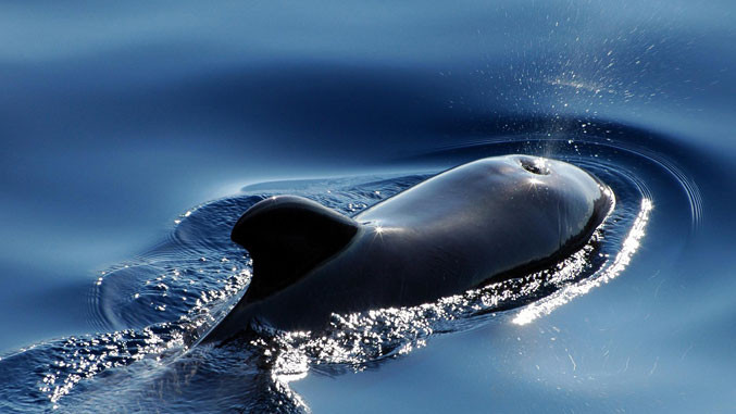 Μια φάλαινα 10 μέτρων εντοπίστηκε στον Σηκουάνα