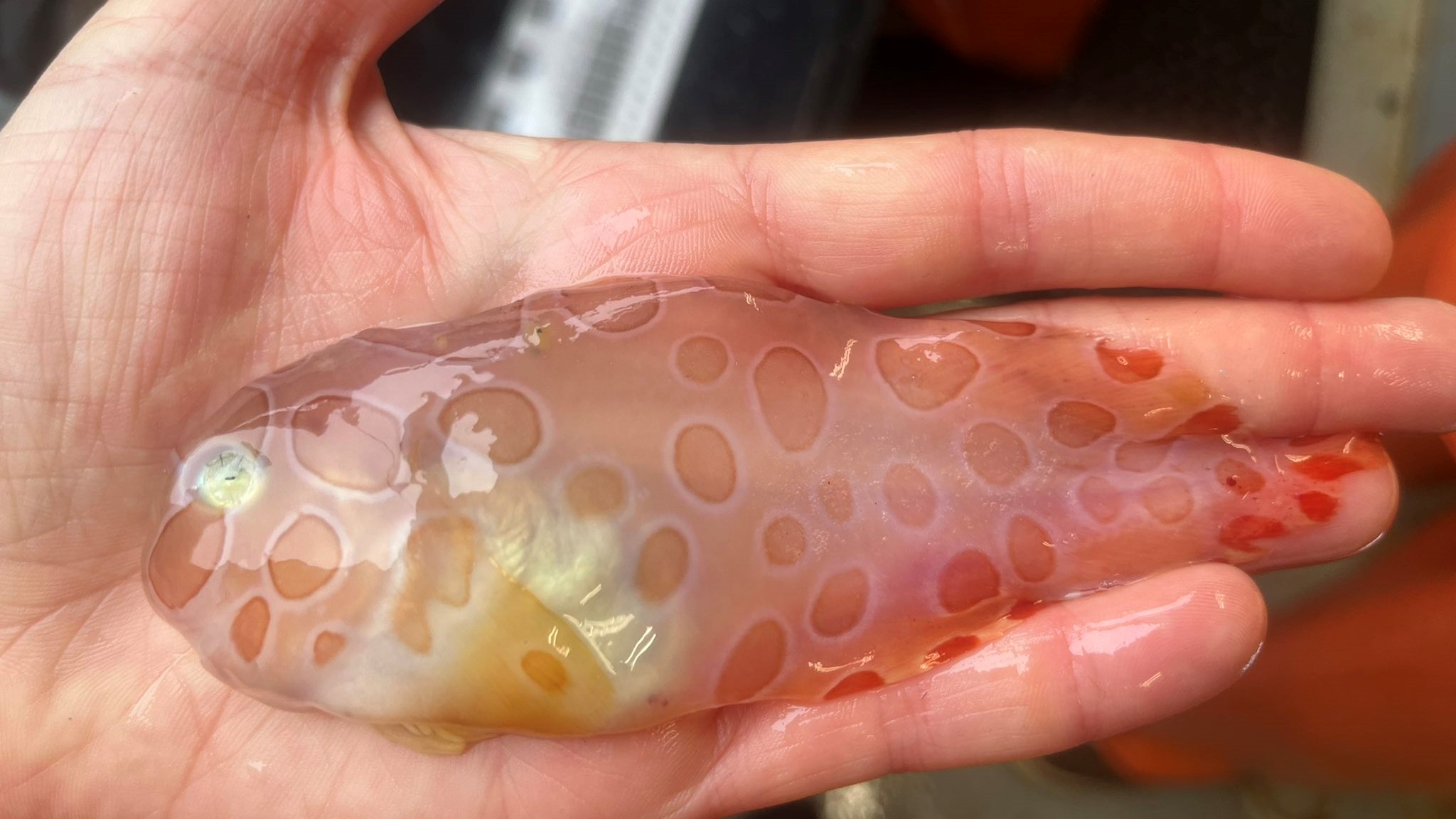 Παράξενο ψάρι – μέδουσα ανασύρθηκε από τα νερά της Αλάσκας