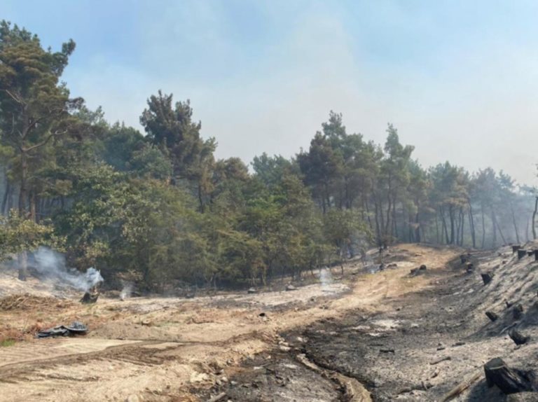 Πύρινα μέτωπα: Κατάσταση έκτακτης ανάγκης στη Δαδιά – Αναζωπυρώσεις σε Λέσβο και ύφεση στα Κρέστενα Ηλείας