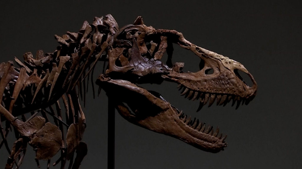 Σκελετός δεινοσαύρου 76 εκατομμυρίων ετών σε δημοπρασία (video)