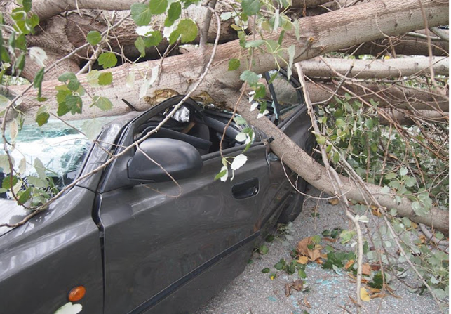 Θεσσαλονίκη: Πτώσεις δέντρων σε Τριανδρία και Τούμπα εξαιτίας της κακοκαιρίας