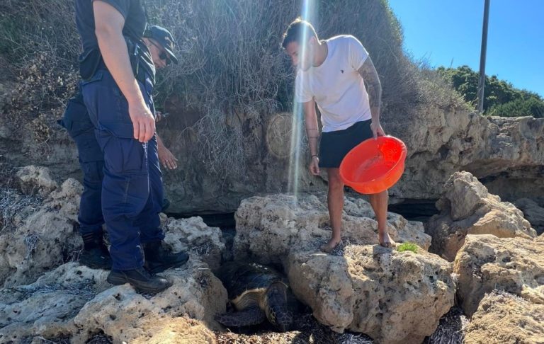 Πολίτες και Λιμενικοί διέσωσαν την θαλάσσια χελώνα στο Κατάκολο