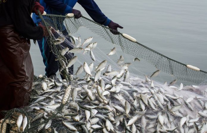 WWF: Η βιώσιμη αλιεία γίνεται πράξη σε Άνδρο και Κύθνο