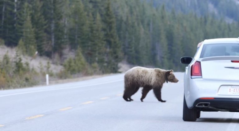 Διαβάσεις άγριας ζωής: Στον Καναδά φτιάχνουν γέφυρες για αρκούδες