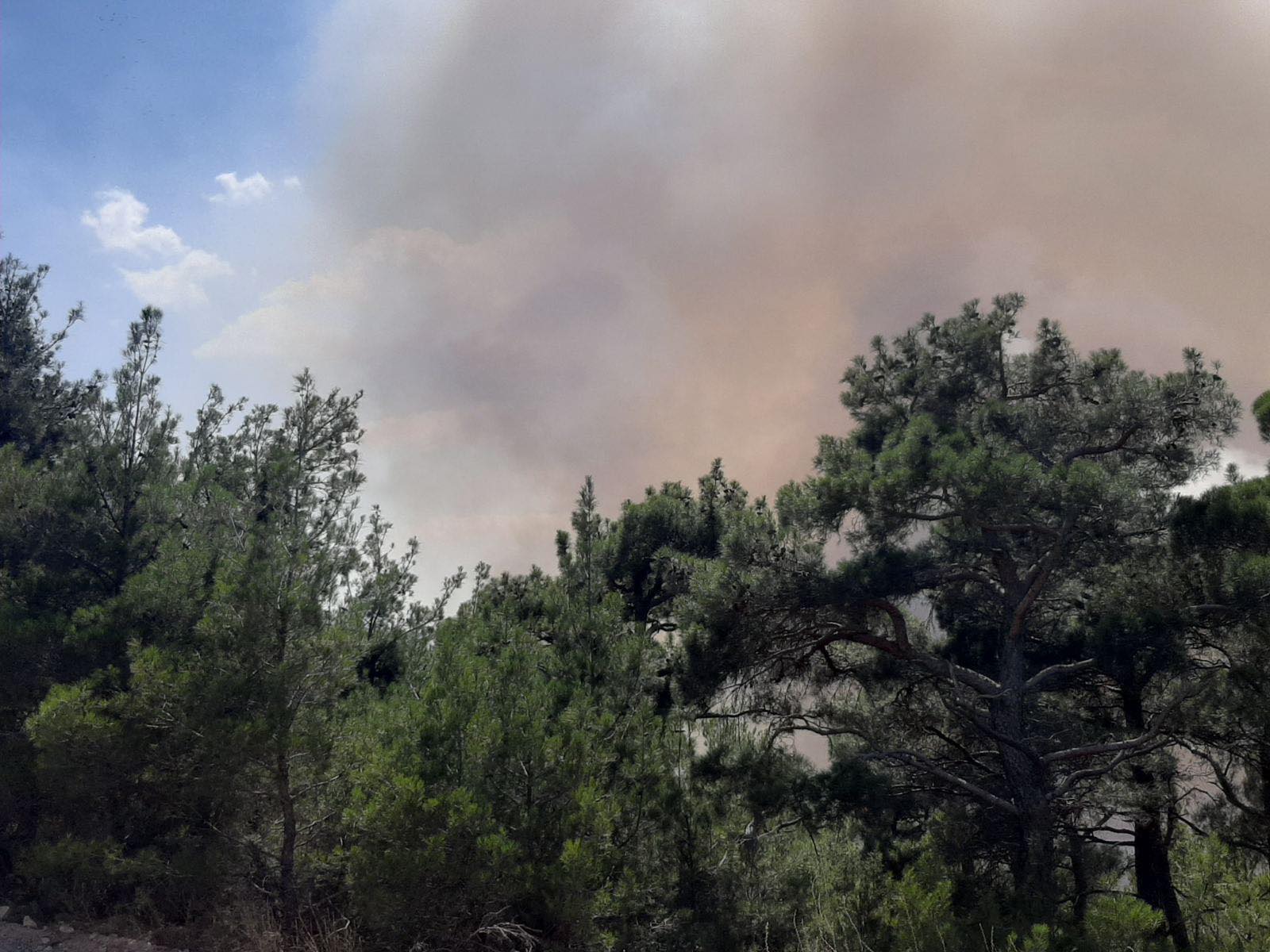 Μάχη με τις φλόγες σε Ηλεία και Έβρο – 44 δασικές πυρκαγιές σε ένα 24ωρο