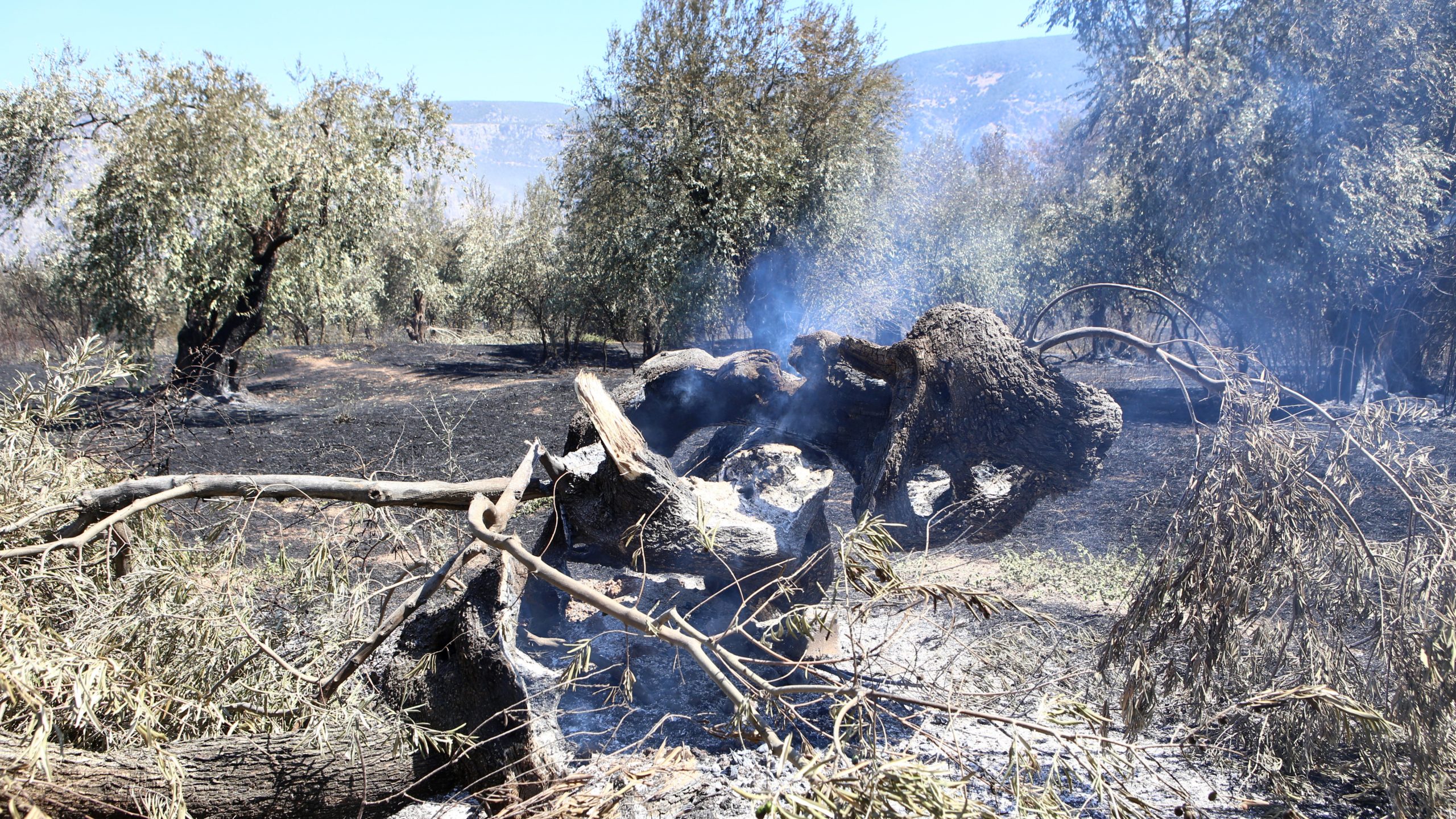 Αναζωπυρώσεις της πυρκαγιάς στην Ιτέα δυσκολεύουν τις πυροσβεστικές δυνάμεις (video)