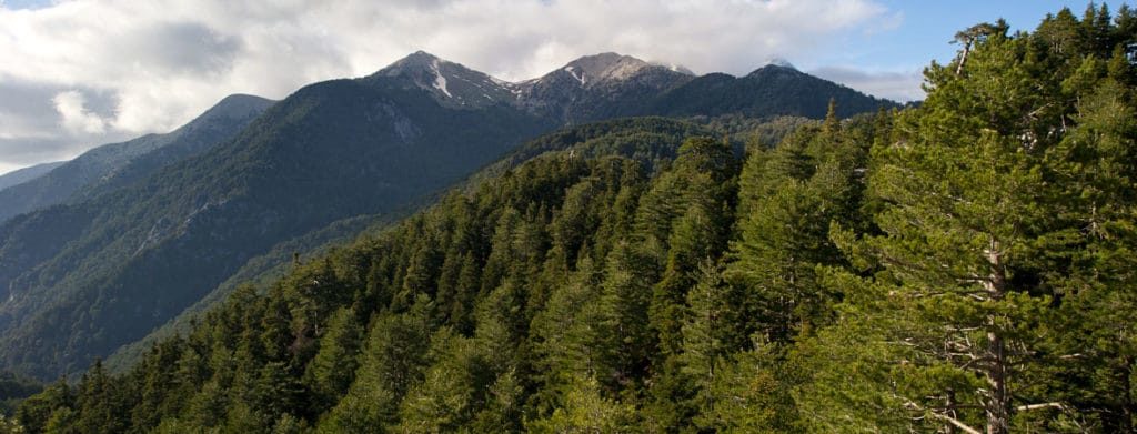 LIFE ForestLife: Από ένα συλλογικό αίτημα σε μια δημιουργική ιδέα