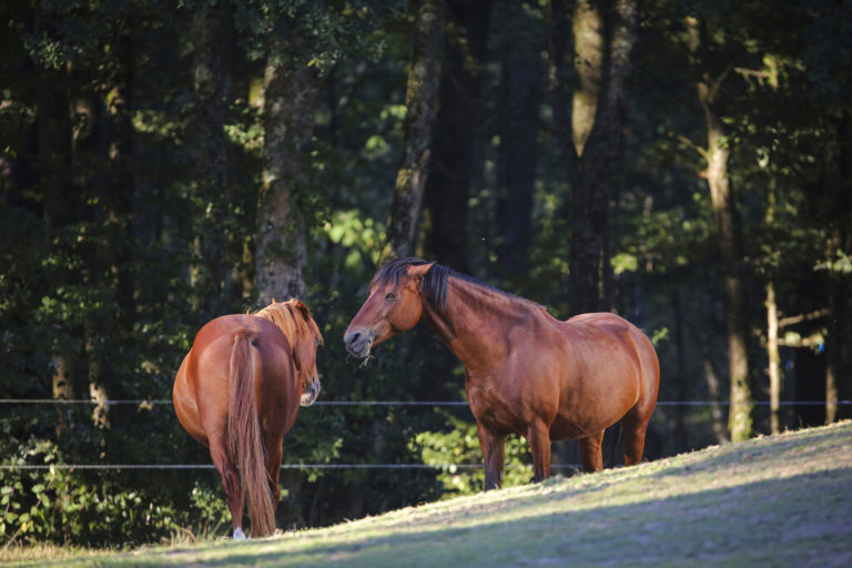 ΕΛΑΣ: Προανάκριση για τα νεκρά άλογα στην Πάρνηθα