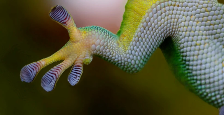 Επιστήμονες ανέλυσαν τα πόδια της σαύρας Gecko: Έχει υπερδύναμη και σκαρφαλώνει σε κάθετες επιφάνειες