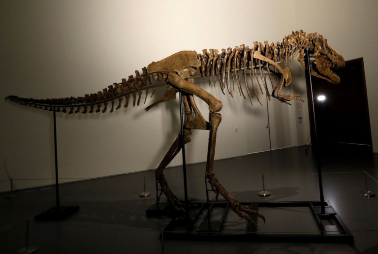 Σε δημοπρασία βγαίνει σκελετός δεινοσαύρου: Έζησε πριν από 76 εκατ. χρόνια και θα πουληθεί έως 8 εκατομμύρια δολάρια