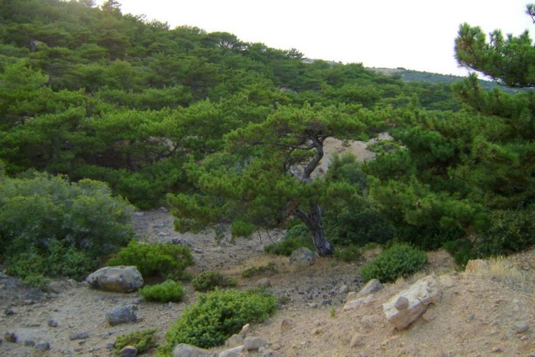 Ροδόπη: Αναγκαία η αναγώρηση του Δάσους της Μαύρης Πεύκης ως διατηρητέο μνημείο της Φύσης