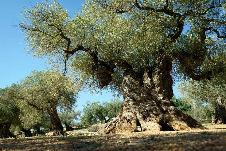 Δωρεά 135.000 δένδρων ελιάς για την αποκατάσταση του ελαιώνα της Αρχαίας Ολυμπίας