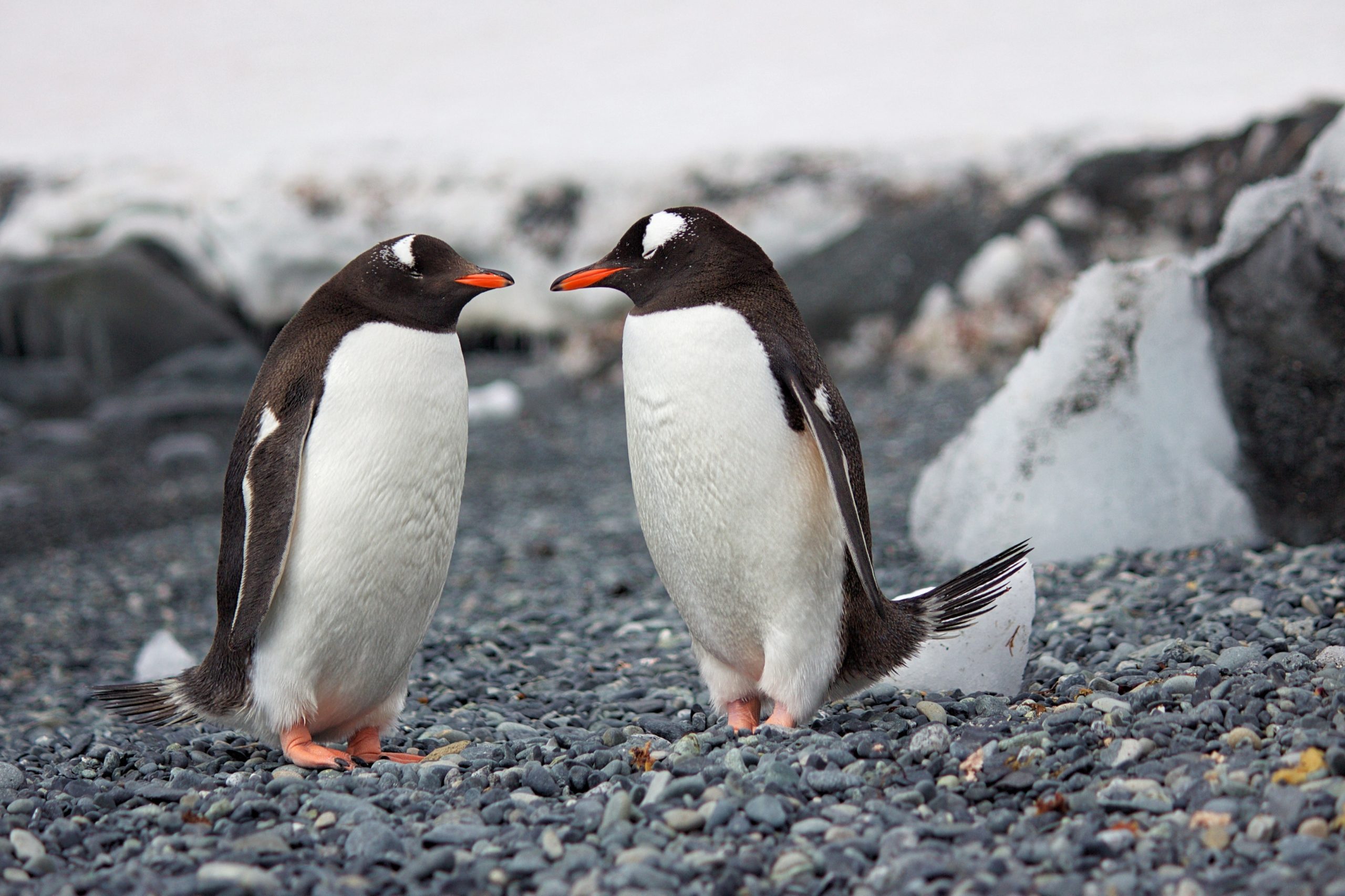 Επιστήμονες αποκαλύπτουν την γοητεία των πιγκουίνων και την εξέλιξη τους