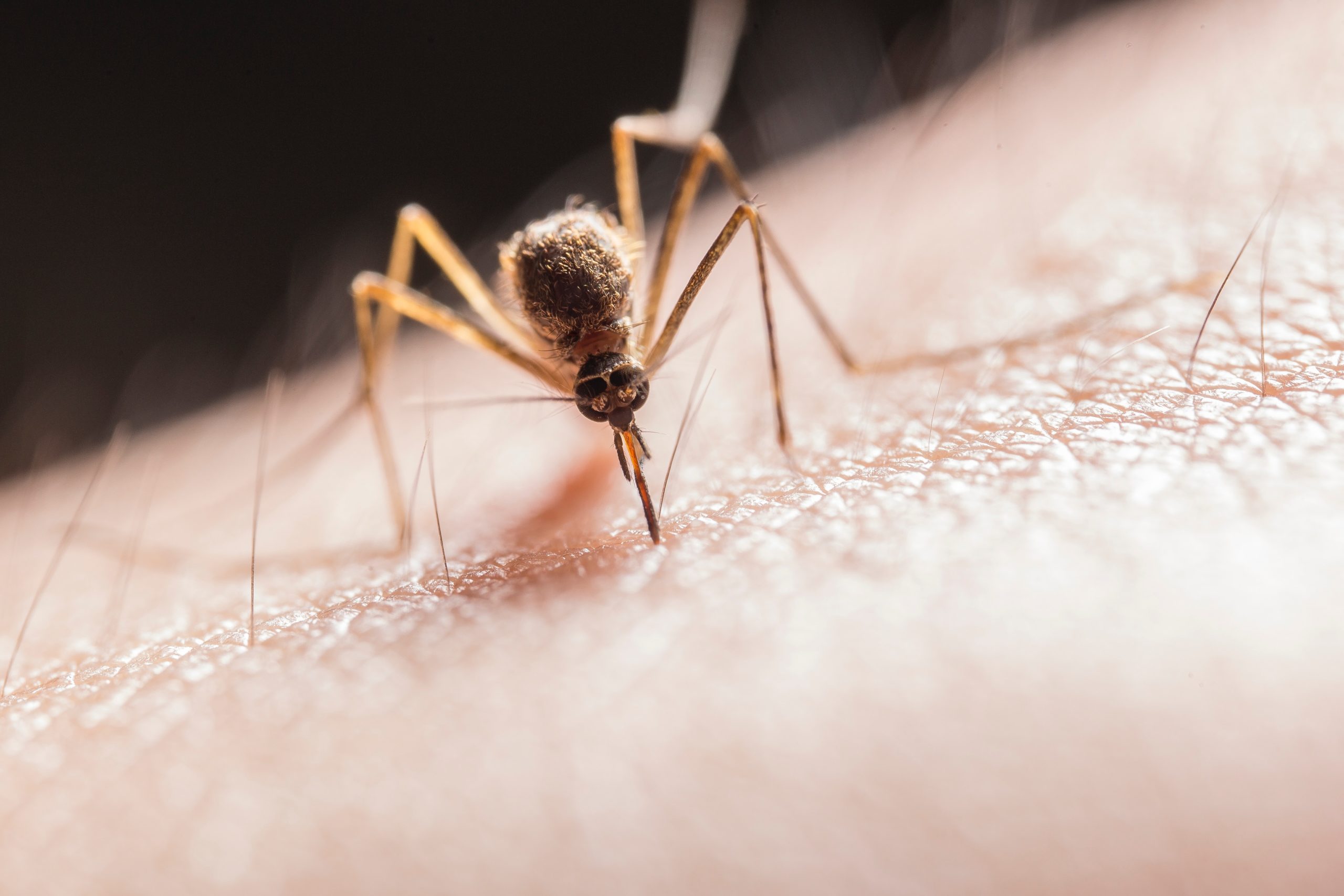 ΕΟΔΥ: Πώς να προφυλαχθείτε από τα κουνούπια και τον ιό του Δυτικού Νείλου