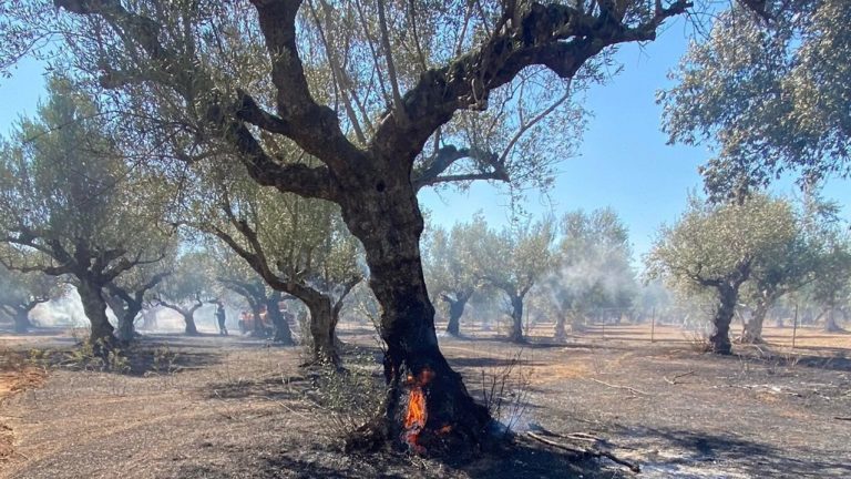 Καλαμάτα: Έκταση με ελιές έκαψε φωτιά στο Αριοχώρι