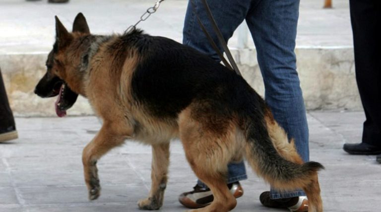 Θεσσαλονίκη: Δύο συλλήψεις για ναρκωτικά με τη συνδρομή του σκύλου «Μπόμπερ»