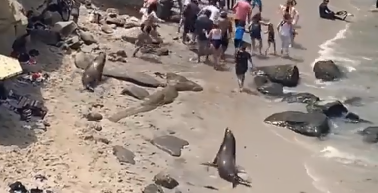 Σαν Ντιέγκο: Θαλάσσια λιοντάρια έδιωξαν λουόμενους από παραλία (video)