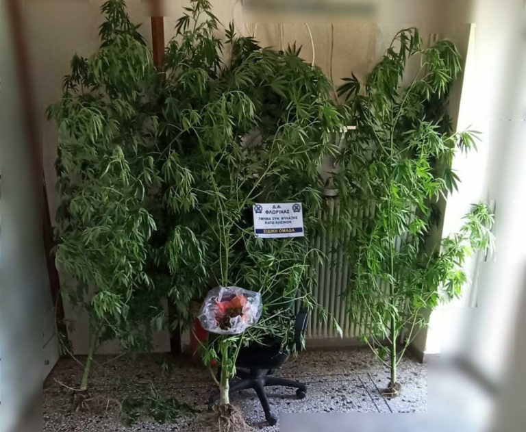 Φλώρινα: Συνελήφθη 60χρονος για καλλιέργεια κάνναβης