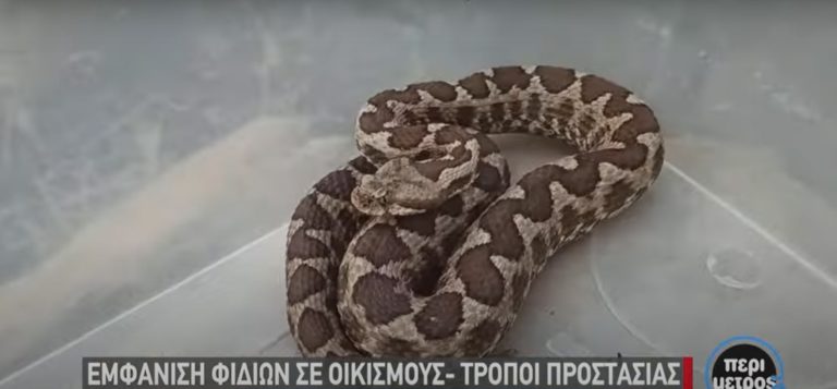 Αρκετά περιστατικά με δαγκώματα φιδιών κάθε εβδομάδα στο Αχιλλοπούλειο Βόλου