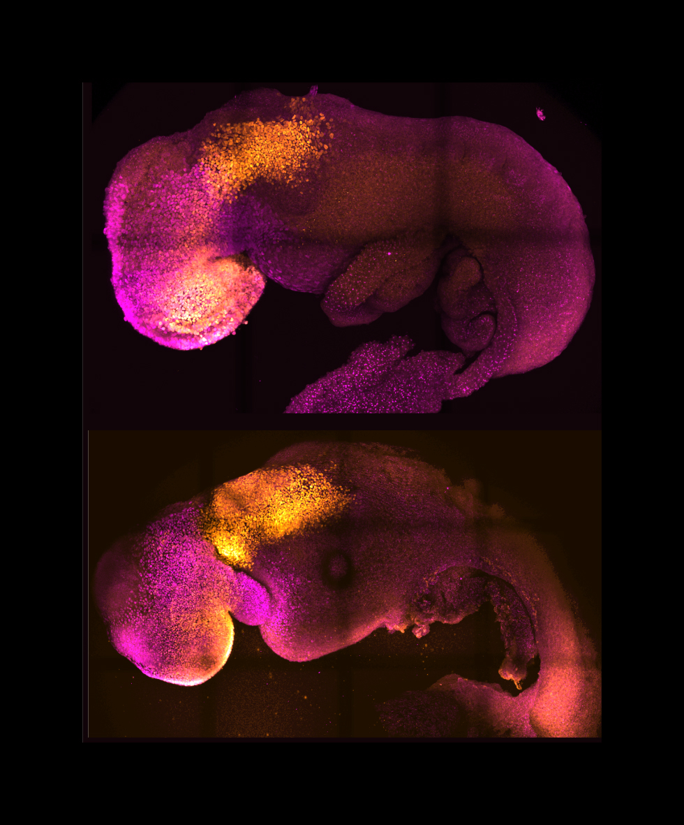 Επιστήμονες δημιούργησαν από βλαστοκύτταρα συνθετικό έμβρυο ποντικιού – Ορόσημο στην αναδημιουργία των πρώτων σταδίων της ζωής