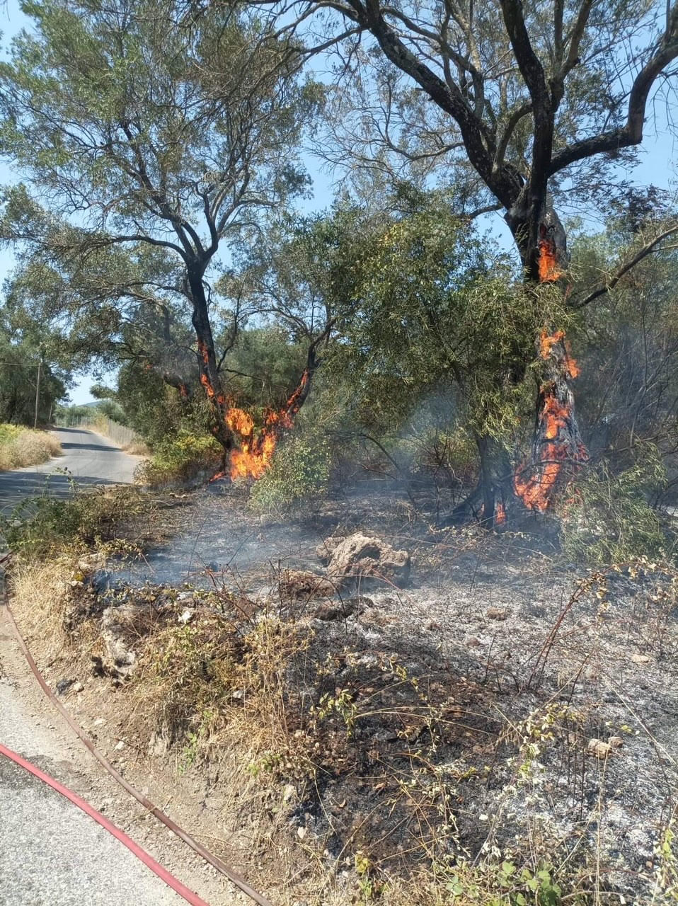 Βόλος: Φωτιά κοντά στις Γλαφυρές Μαγνησίας στο πεδίο βολής του Στρατού