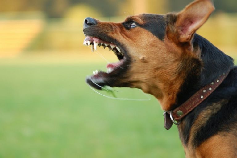 Άνω Λιόσια: Αγέλη σκύλων κατασπάραξε 68χρονη – Συνελήφθη ο ιδιοκτήτης