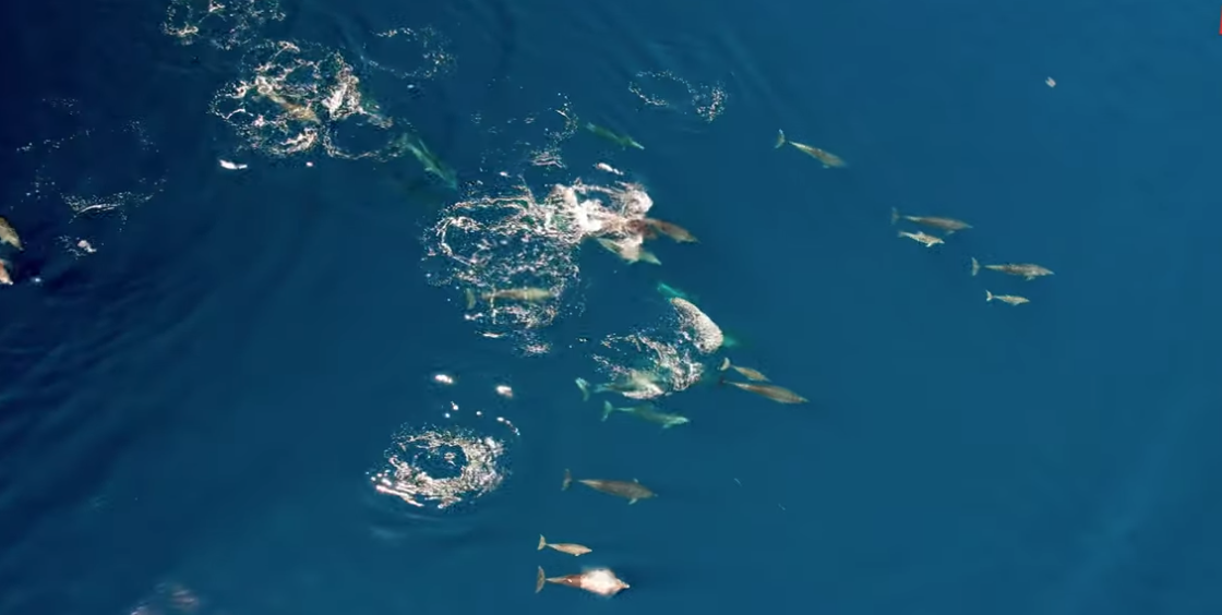 Βίντεο από drone με το μεγαλύτερο κοπάδι δελφινιών που έχει καταγραφεί στην Ελλάδα (video)
