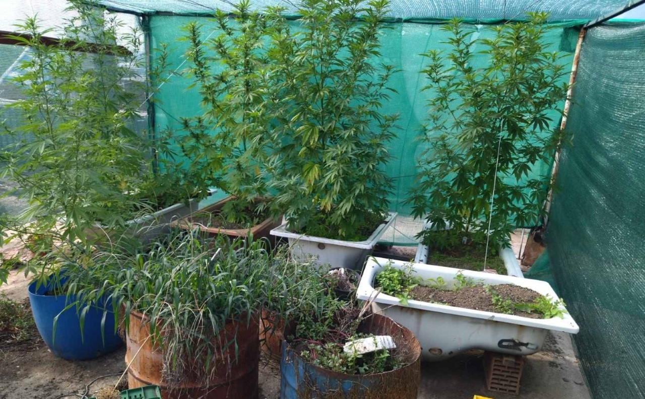 Ημαθία: Καλλιεργούσε 10 δενδρύλλια κάνναβης στην ταράτσα του σπιτιού του