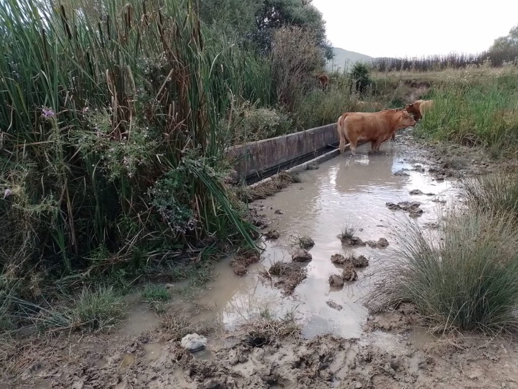 Aγανακτισμένοι οι κτηνοτρόφοι στη Σκαμνιά Ελασσόνας- Για εγκατάλειψη τους από τη δημοτική αρχή μιλά η αντιπολίτευση