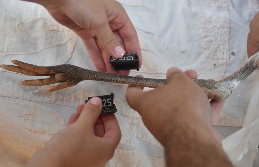 Λέσβος: Δακτυλίωση πελαργών στις φωλιές γύρω από τον Κόλπο Καλλονής
