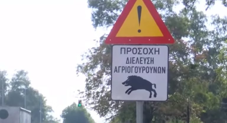 Οι πρώτες προειδοποιητικές πινακίδες για αγριογούρουνα στη Λ. Αθηνών (video)