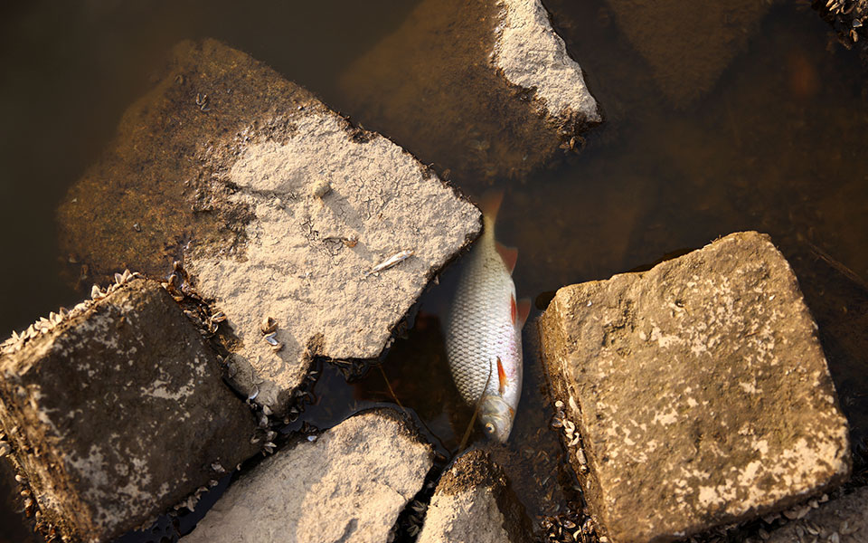 Ποταμός Όντερ: Στην υπερανάπτυξη τοξικών φυκιών ενδέχεται να οφείλεται ο μαζικός θάνατος ψαριών